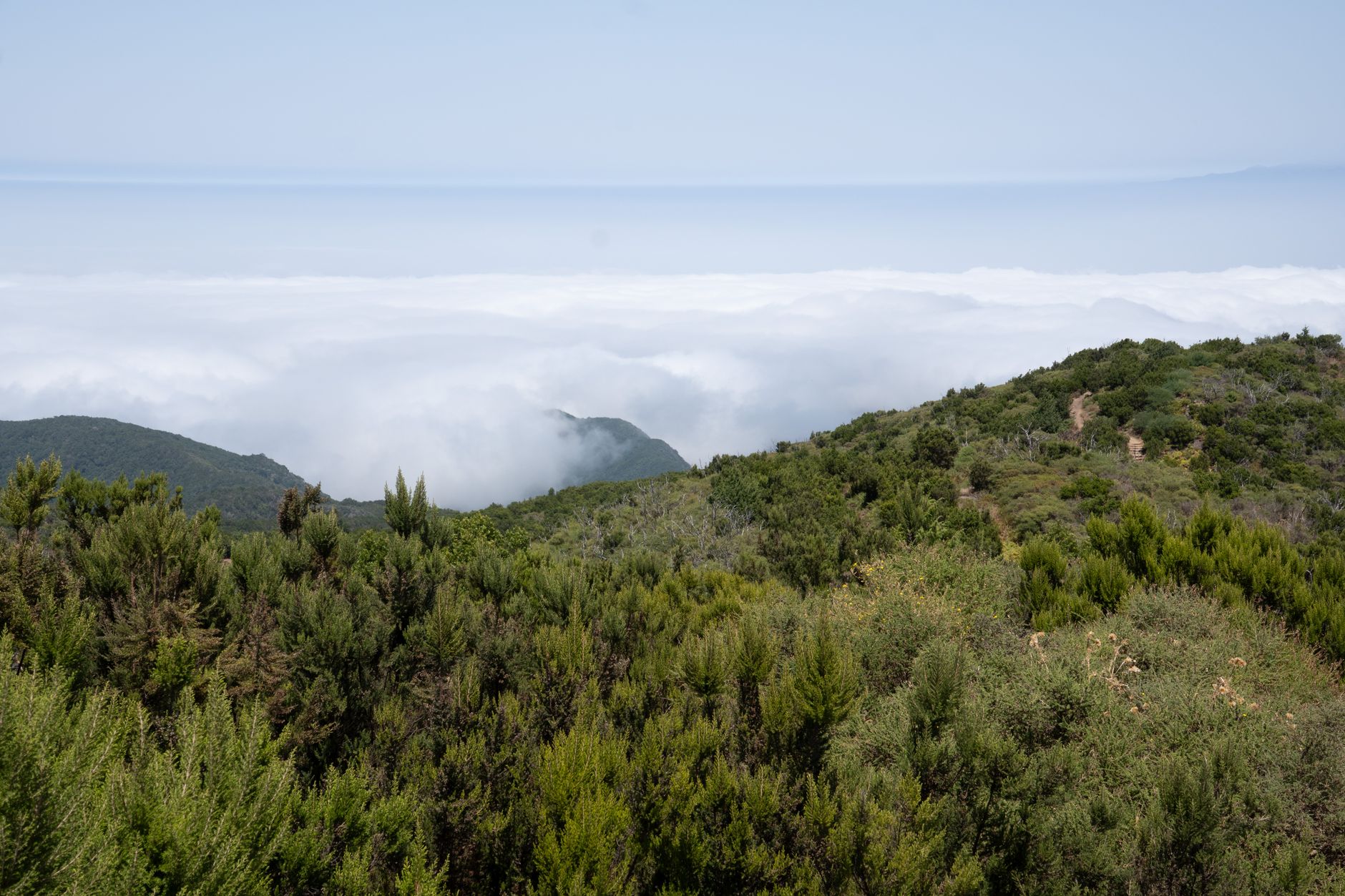 Hiker walking through dense mossy cloud forest on a volcanic slope