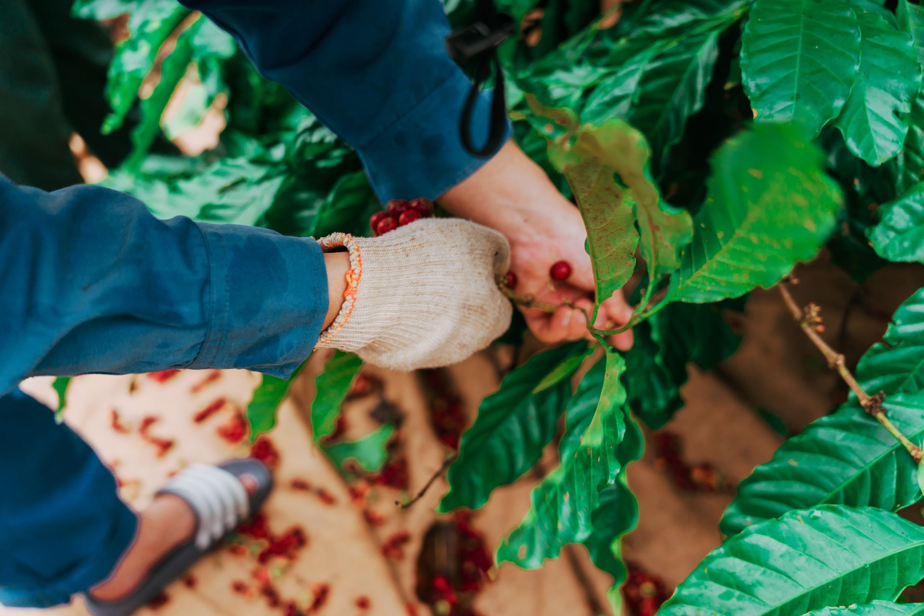 Worker picking ripe red coffee cherries by hand on a small family farm