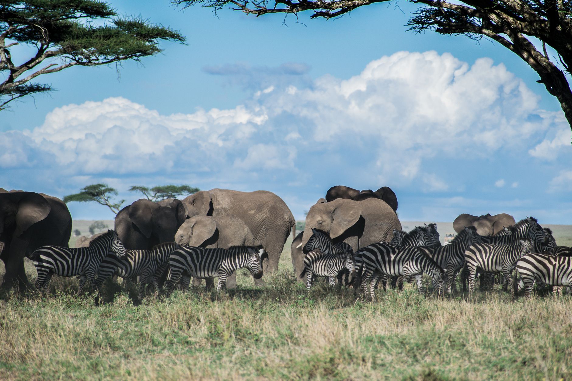 Wildlife moving across open desert plains in the African wilderness