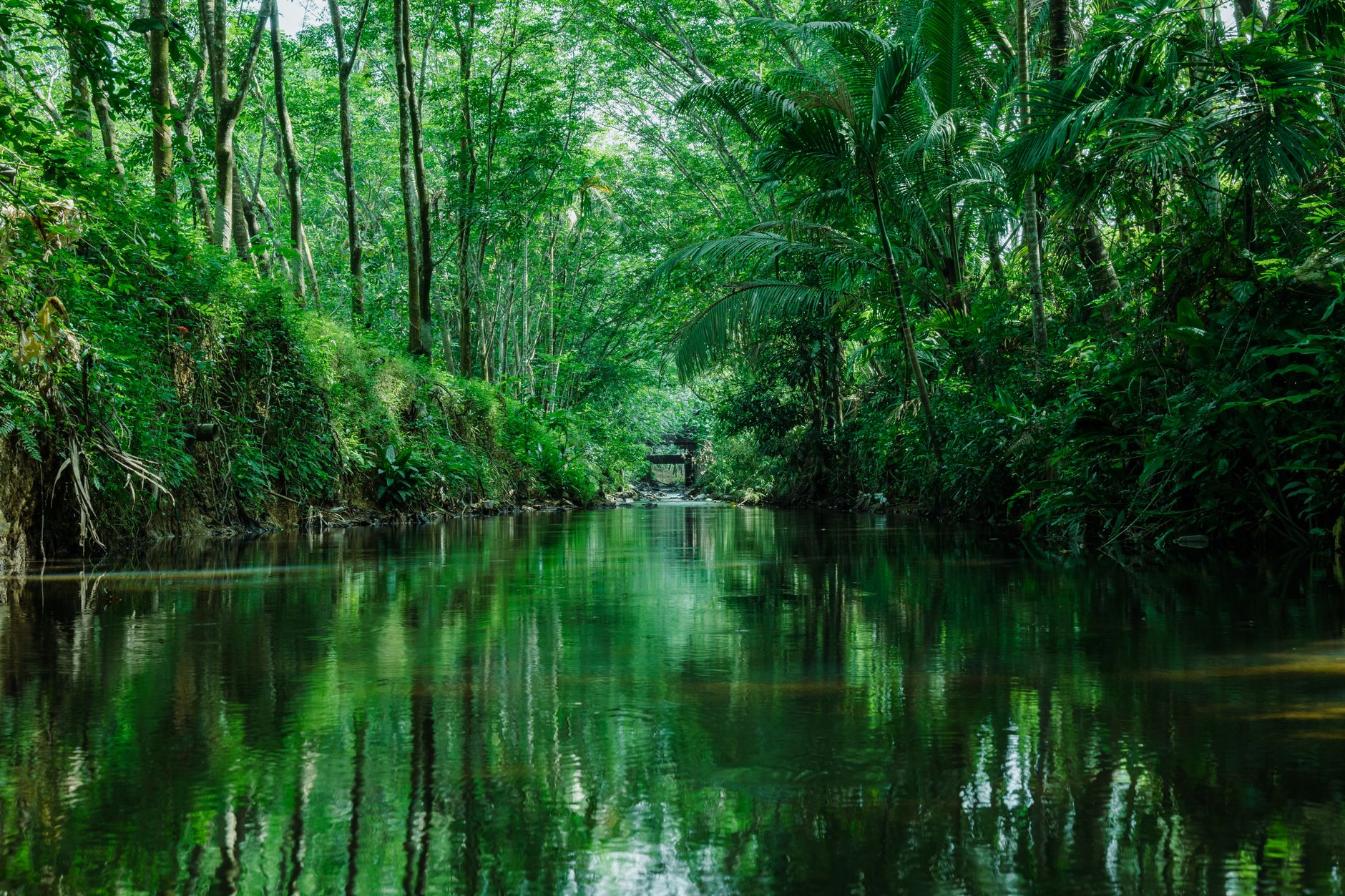 Trekker crossing a narrow jungle river trail surrounded by dense green vegetation