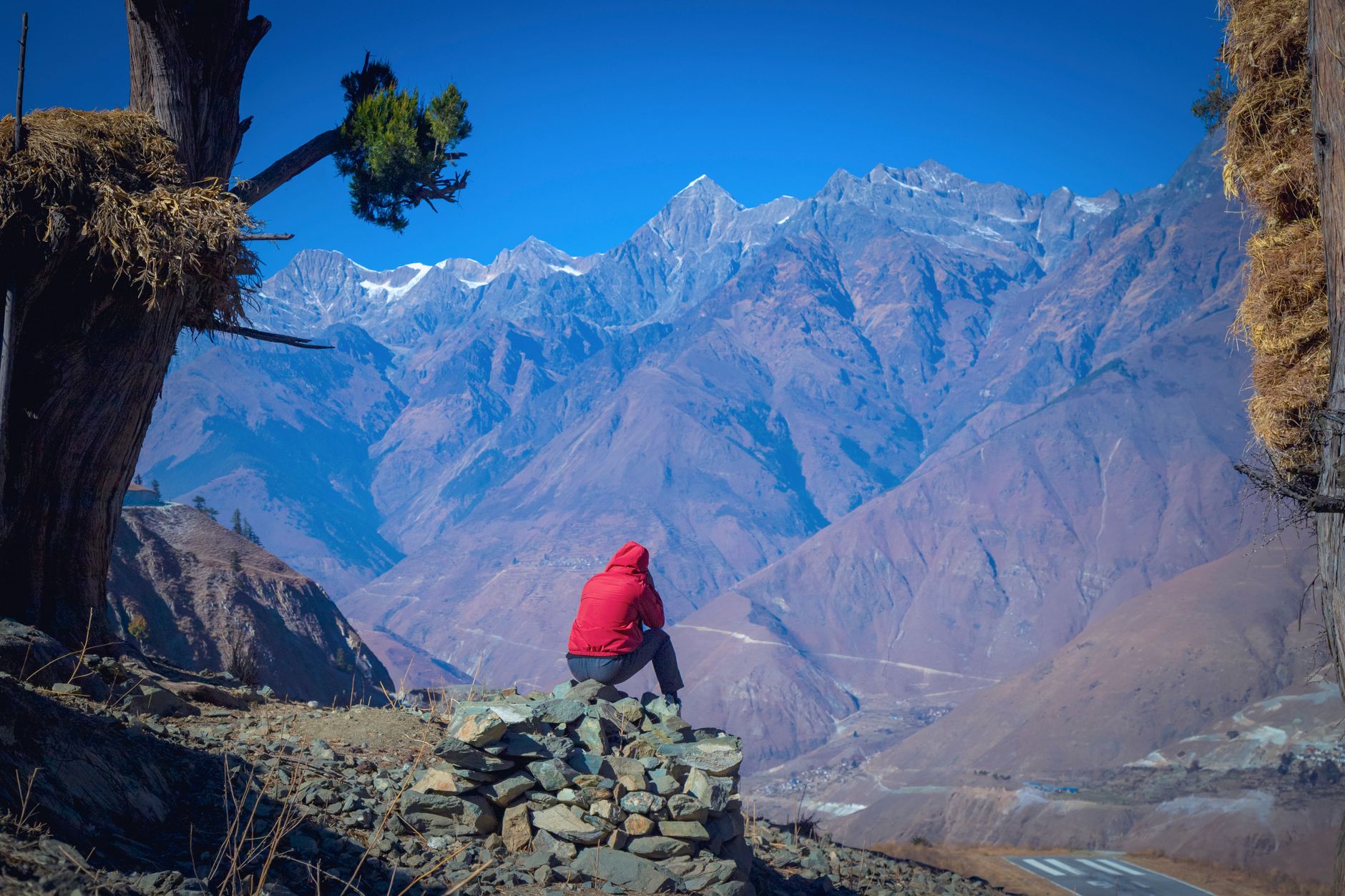 Hiker on a mountain trail through pine forest at high altitude in the Himalayas