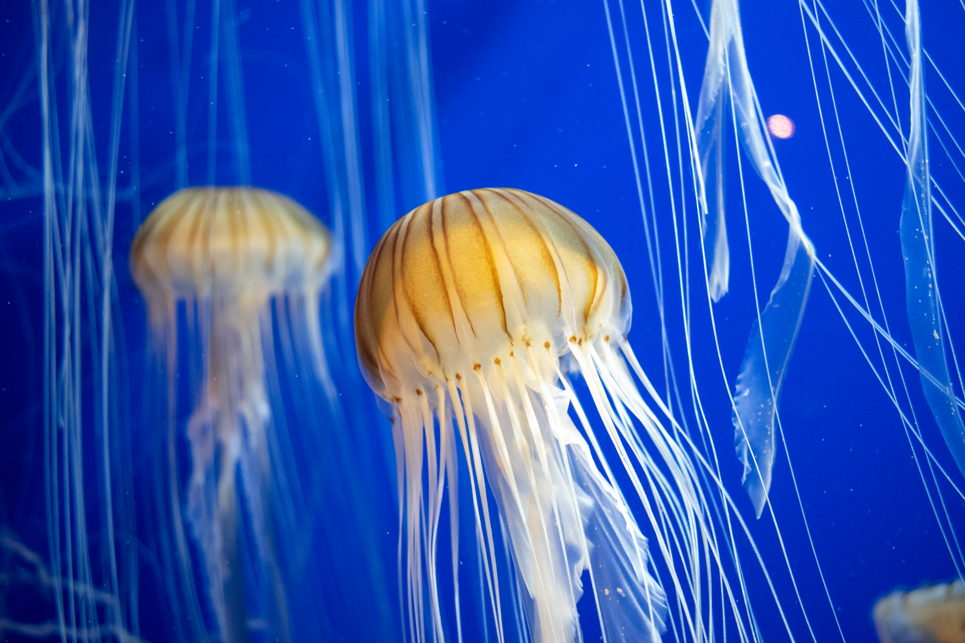 Translucent jellyfish drifting through sunlit water in a calm marine lake