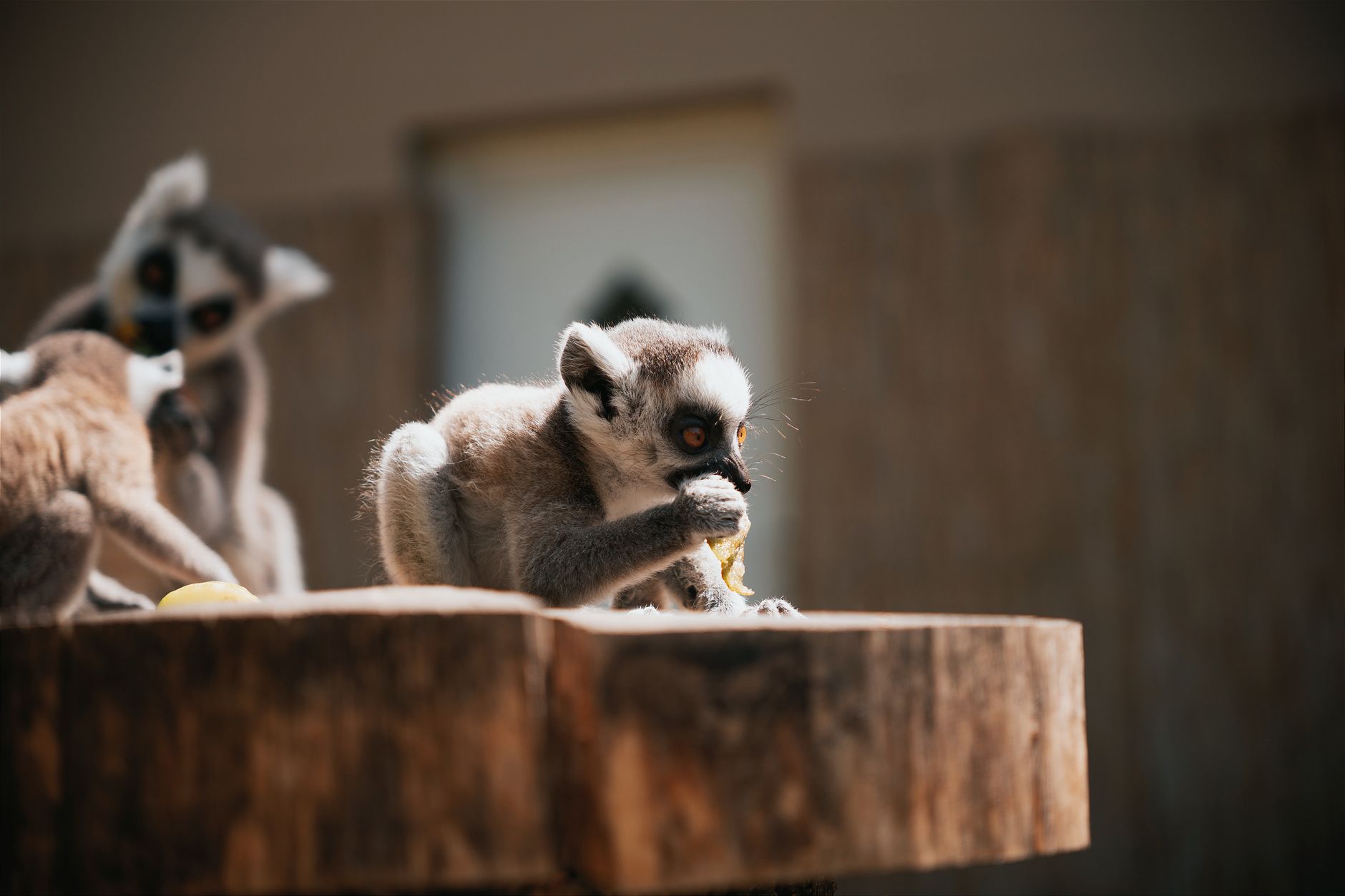 Ring-tailed lemur sitting near rocky terrain in Madagascar's national park