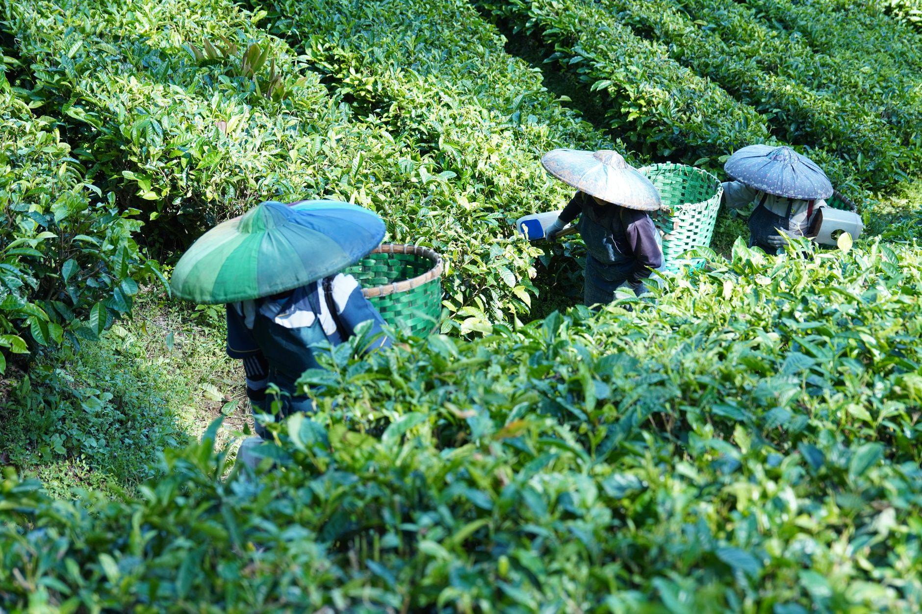 Worker hand-plucking fresh tea leaves on a hillside estate in Sri Lanka