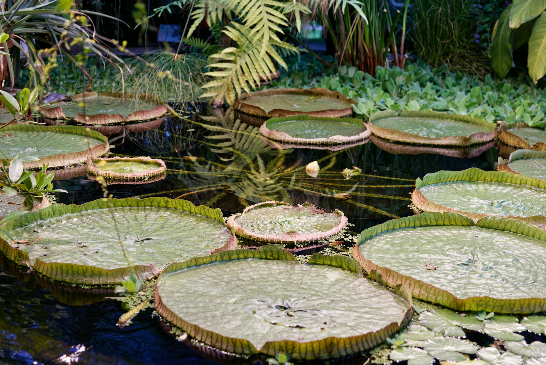 Rectangular floating garden plots on still water, reflecting traditional agricultural practices on Inle Lake
