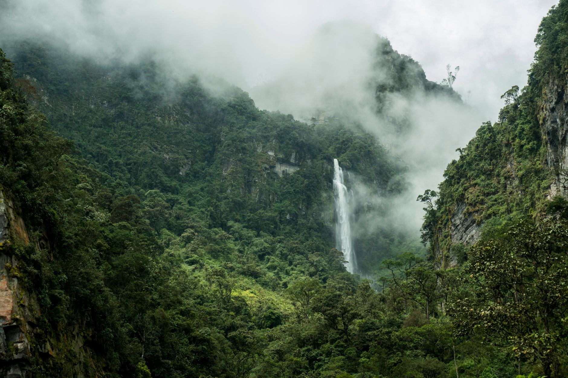 Dense green cloud forest with low mist and tropical vegetation in a mountain valley