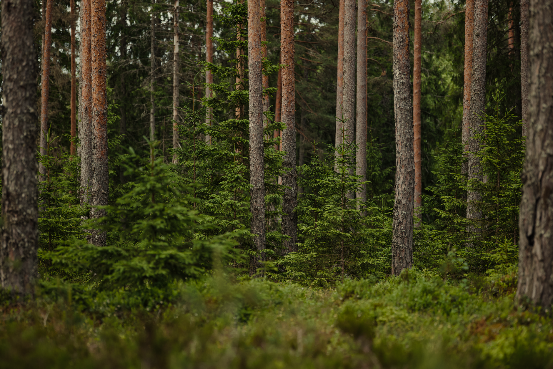 Old-growth spruce forest on a mountain plateau with misty canopy