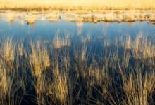 Wide view of a South American wetland with calm water, floating vegetation, and open sky