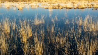 Wide view of a South American wetland with calm water, floating vegetation, and open sky