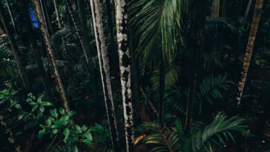 Dense montane rainforest canopy viewed from above in central Africa
