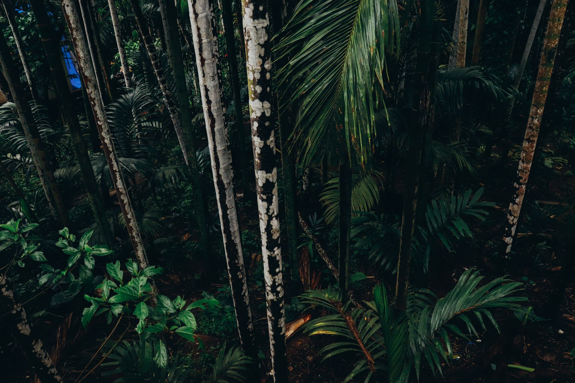 Dense montane rainforest canopy viewed from above in central Africa