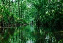 A wide tropical river winding through dense jungle in the Bolivian Amazon lowlands