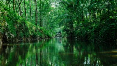 A wide tropical river winding through dense jungle in the Bolivian Amazon lowlands