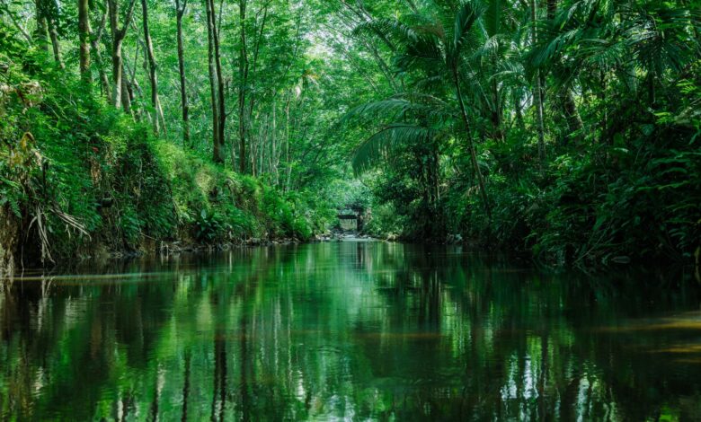 A wide tropical river winding through dense jungle in the Bolivian Amazon lowlands