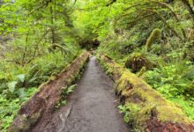 A dense jungle trail winding through tropical forest undergrowth in a remote African national park