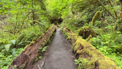 A dense jungle trail winding through tropical forest undergrowth in a remote African national park