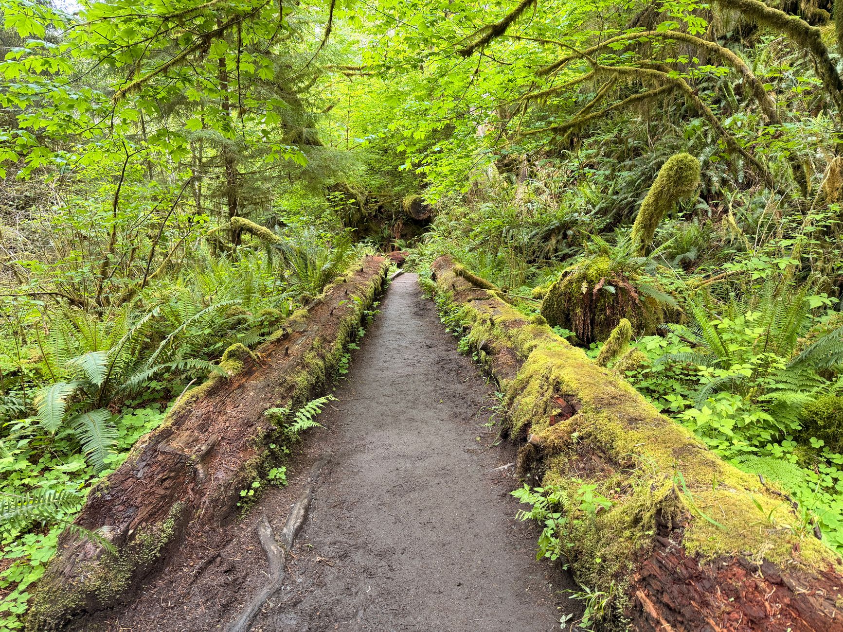 A dense jungle trail winding through tropical forest undergrowth in a remote African national park