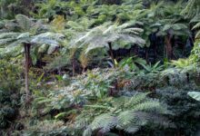 Dense primary rainforest canopy in Borneo with towering dipterocarp trees