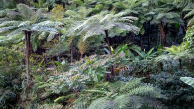 Dense primary rainforest canopy in Borneo with towering dipterocarp trees