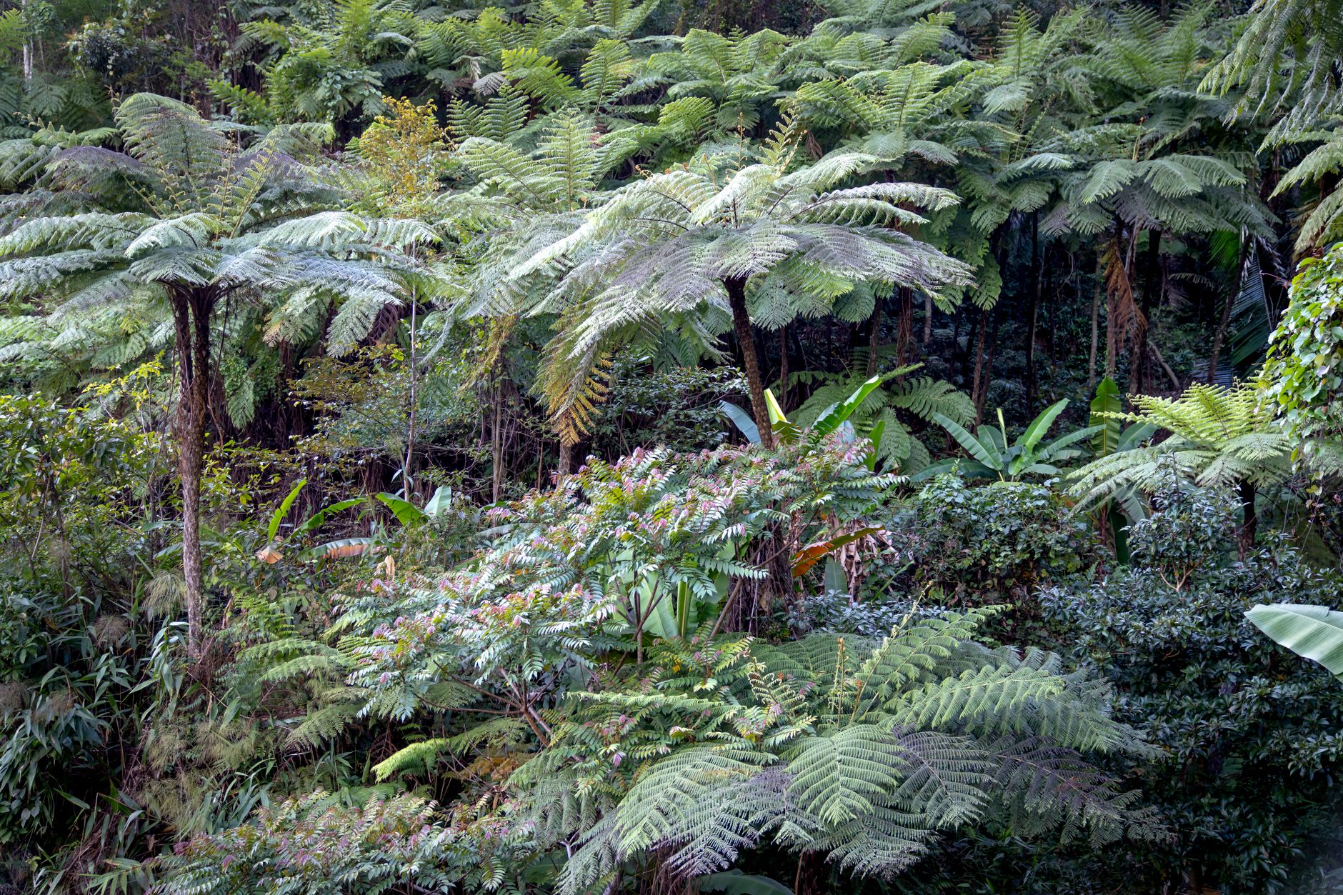 Dense primary rainforest canopy in Borneo with towering dipterocarp trees