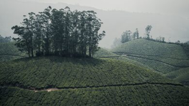 Lush green tea plantation terraces covering rolling hills in Sri Lanka's central highlands