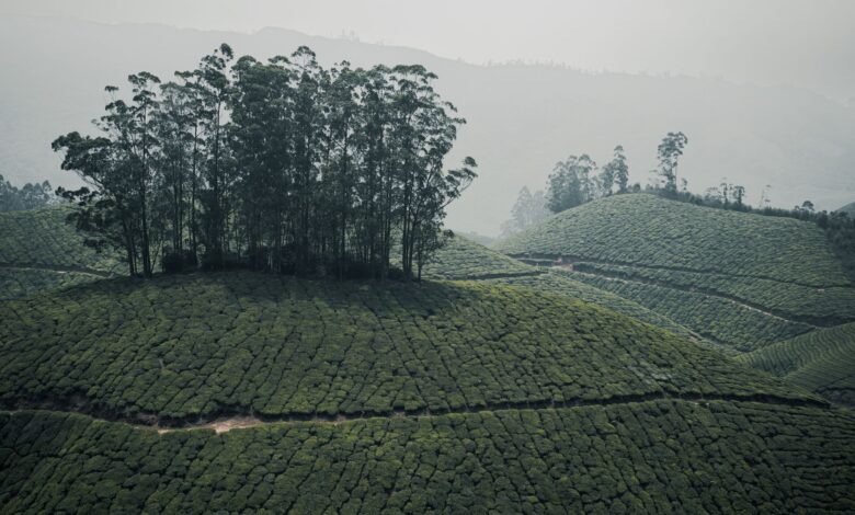 Lush green tea plantation terraces covering rolling hills in Sri Lanka's central highlands
