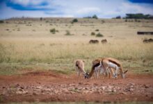 Wide open savanna landscape in Kenya under a blue sky with acacia trees in the distance