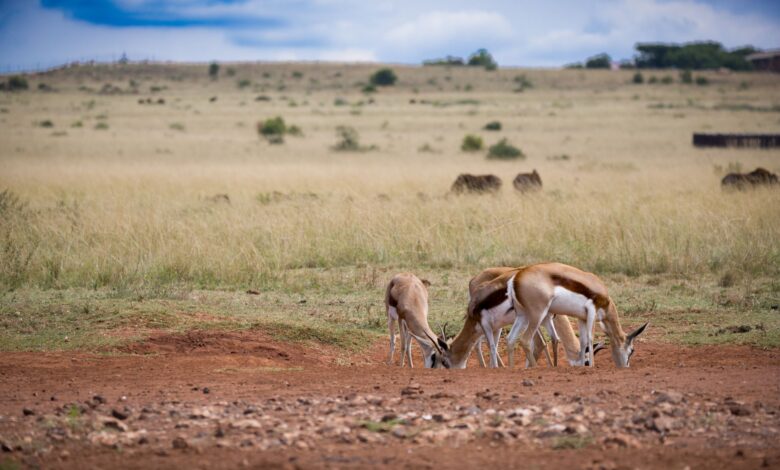 Wide open savanna landscape in Kenya under a blue sky with acacia trees in the distance