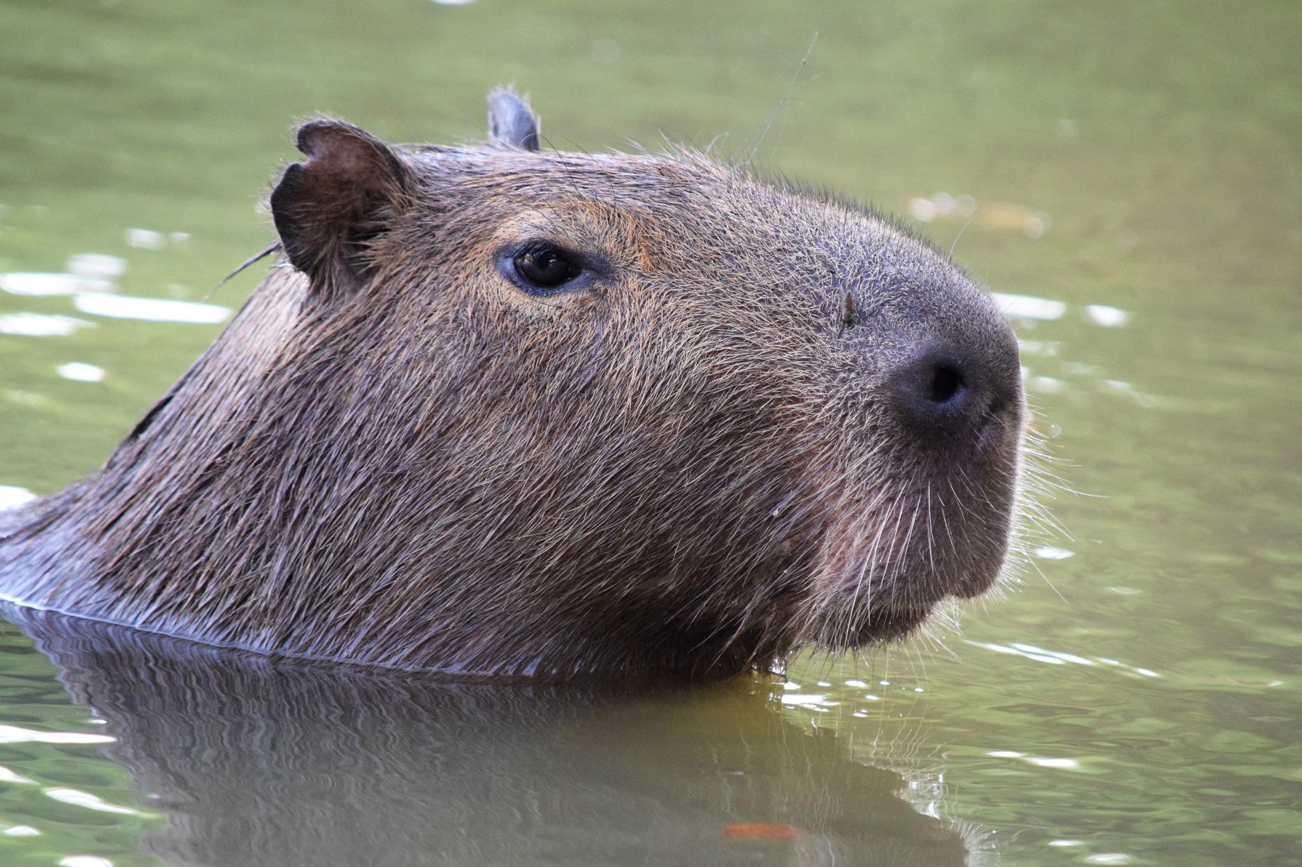 Capybaras resting along a marshy riverbank in a South American wetland