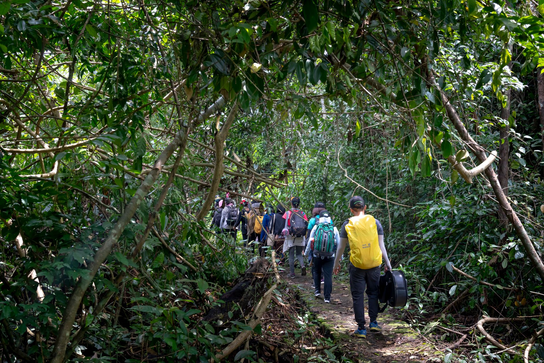 Hikers walking through thick jungle undergrowth on a forest trail