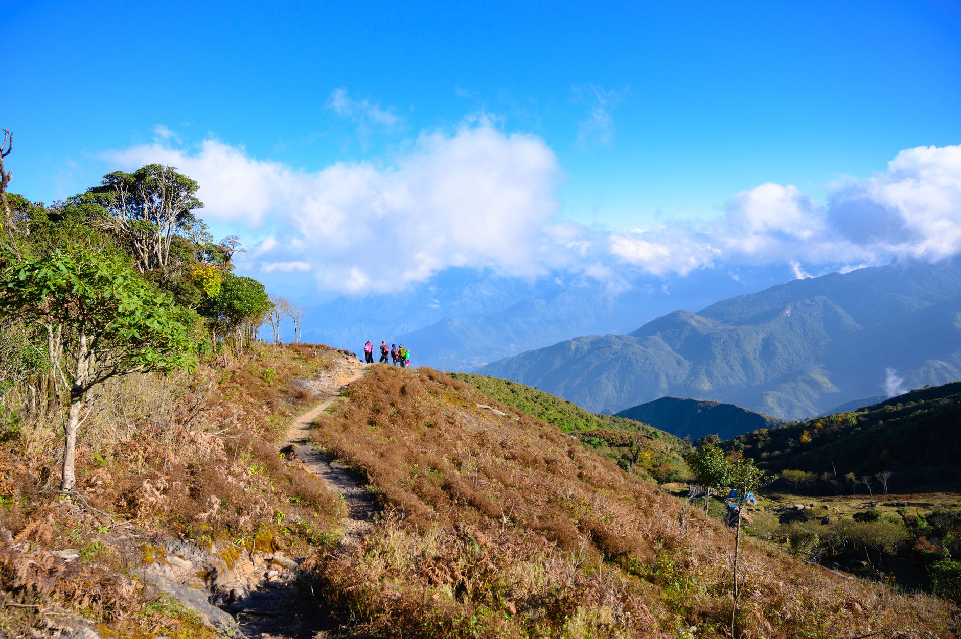 Misty trail through lush tropical cloud forest with low visibility and hanging vegetation