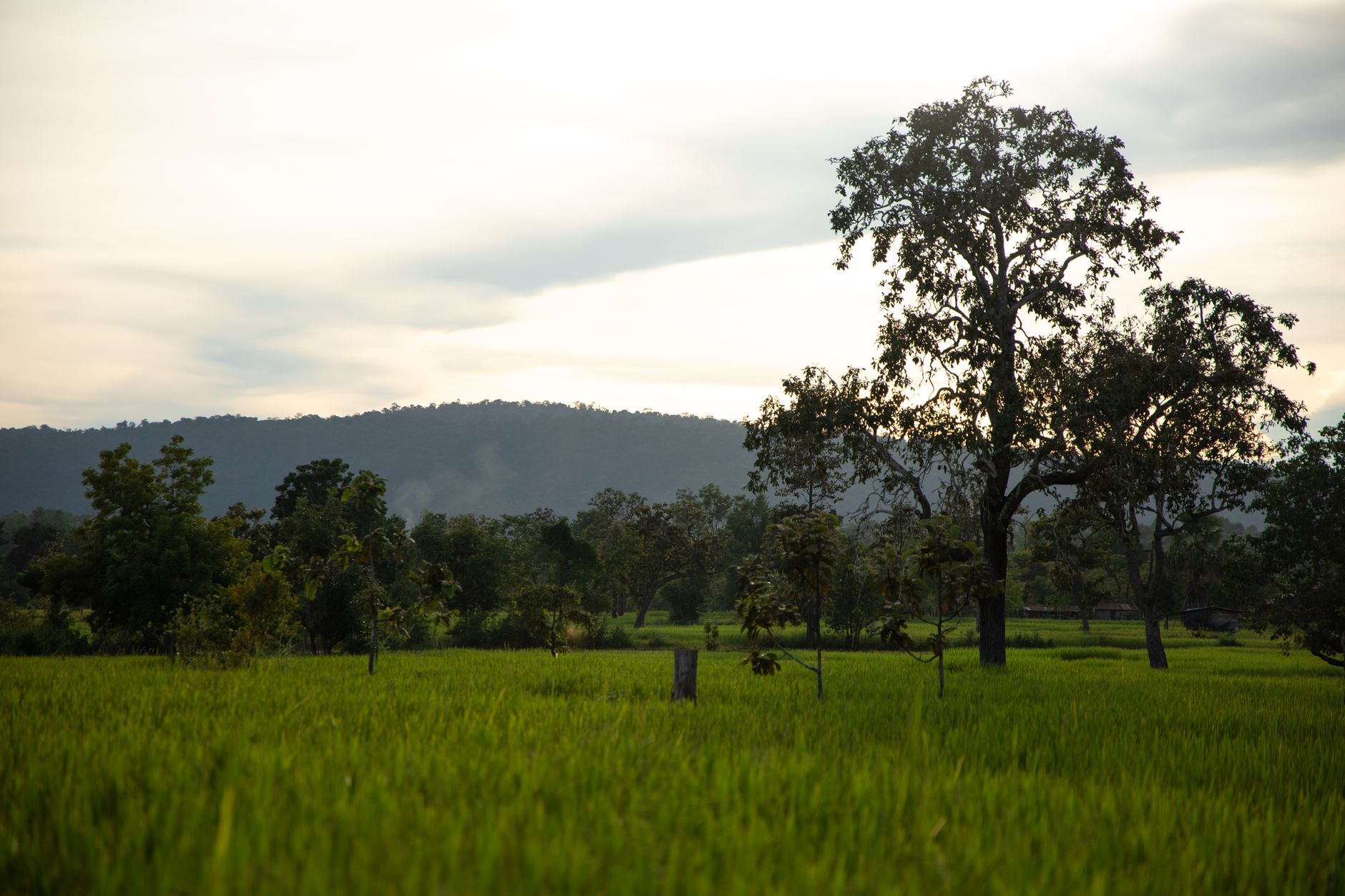 Rolling hills and open farmland on the Xieng Khouang plateau in northeastern Laos