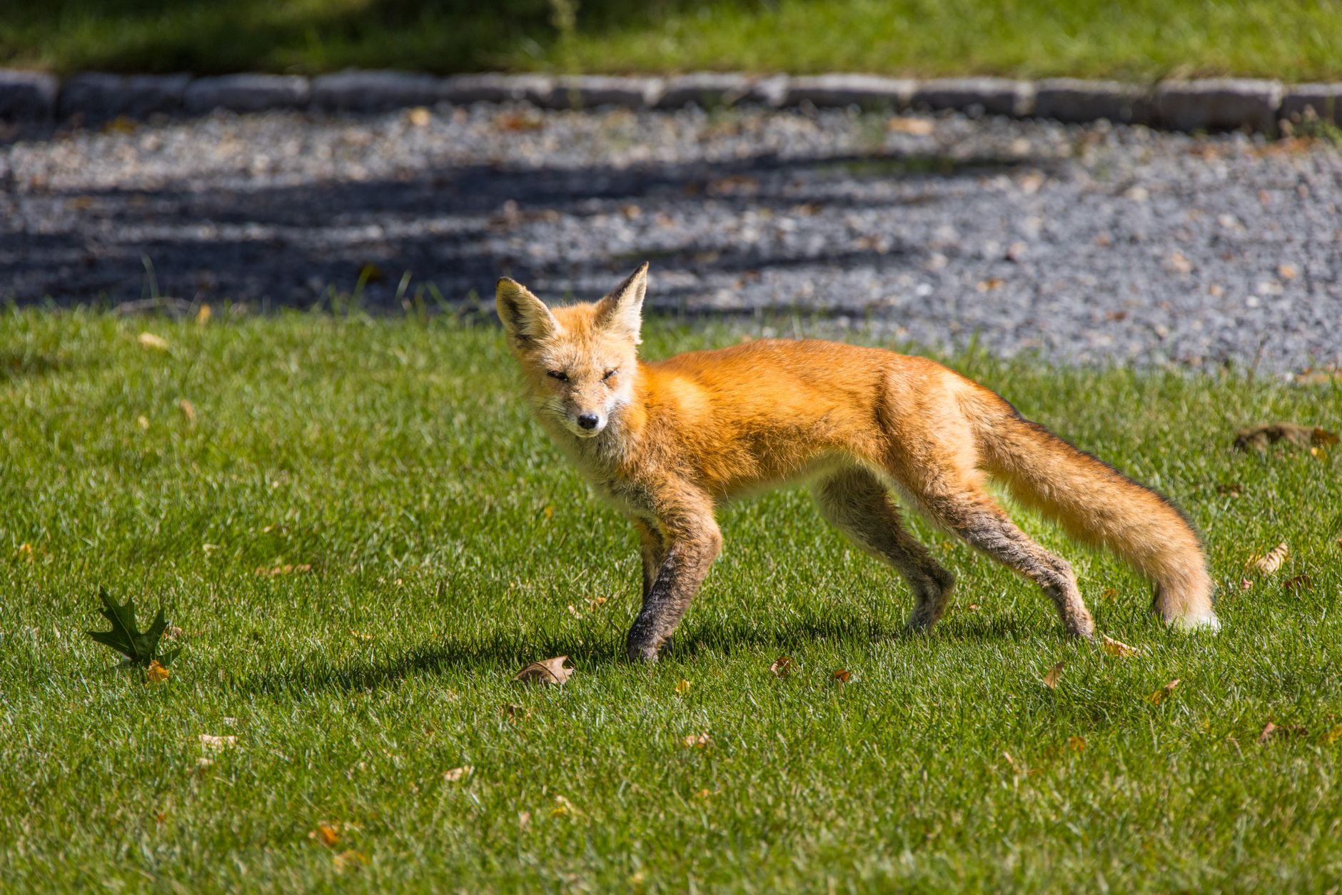 A canid hunting in open grassland, similar to the Ethiopian wolf's foraging behavior