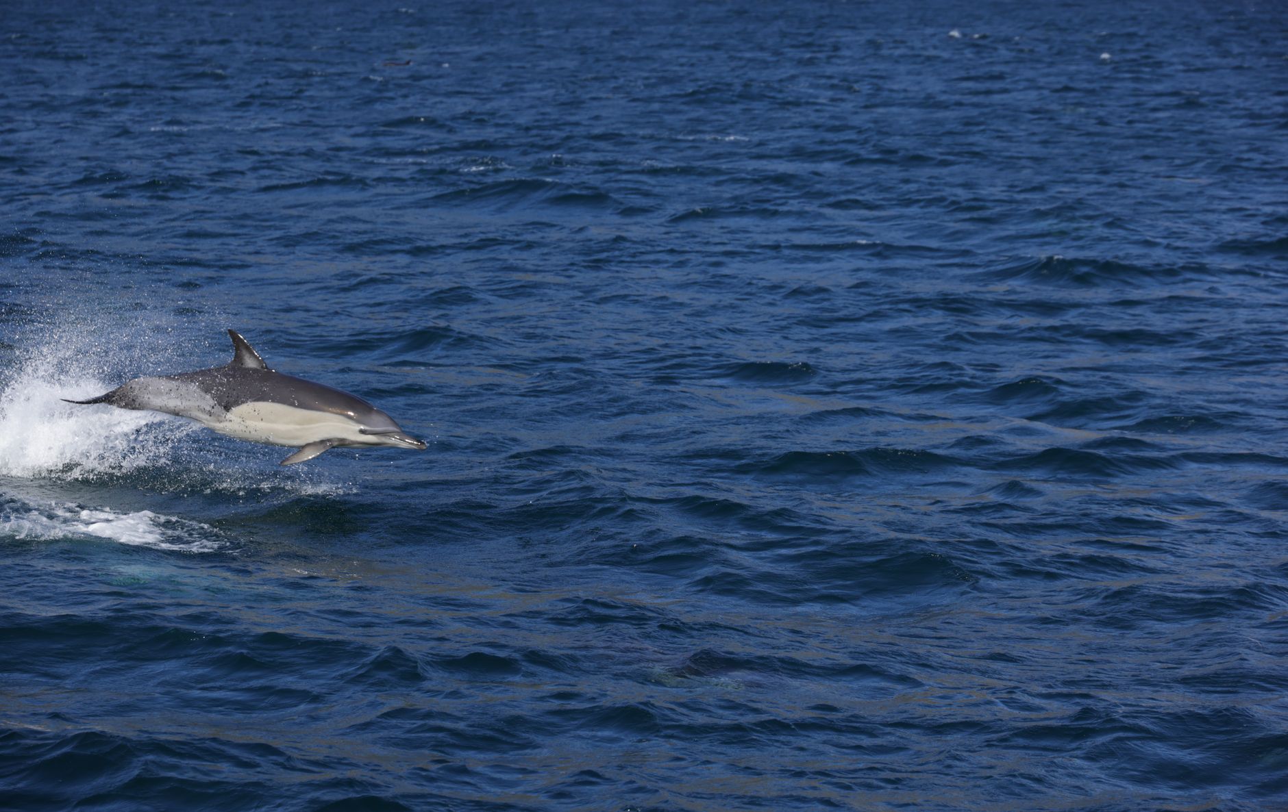 A pink river dolphin surfacing on a calm tropical waterway