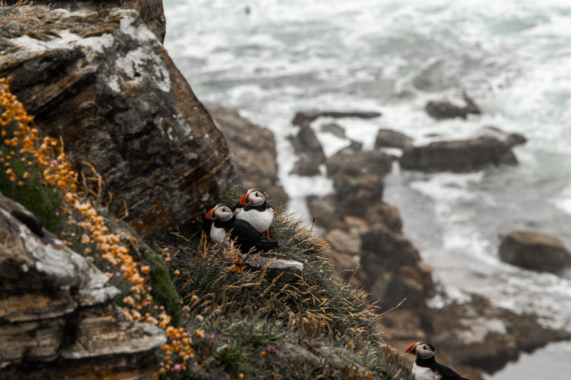 Atlantic puffin perched on a rocky sea cliff with ocean in the background