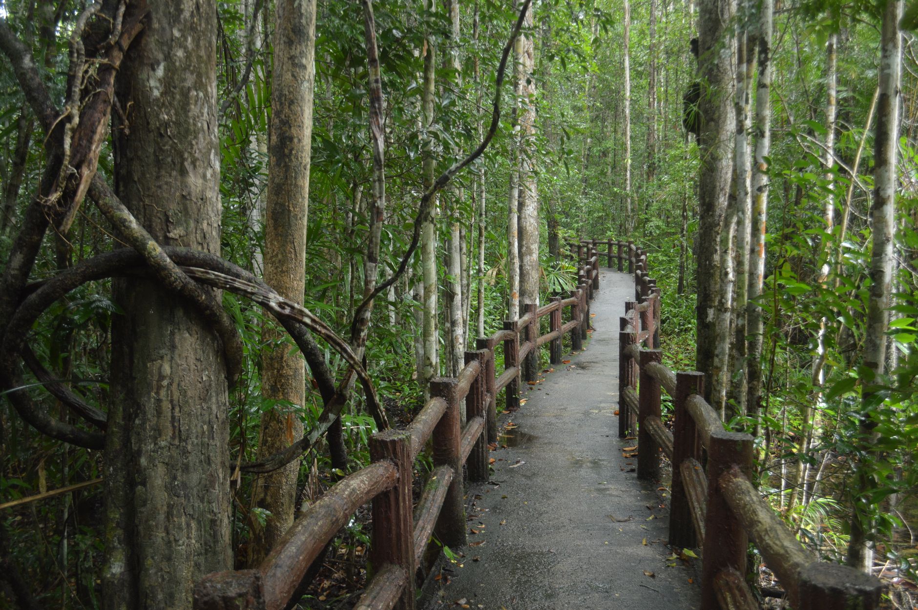Narrow walking trail through old-growth tropical rainforest in low morning light