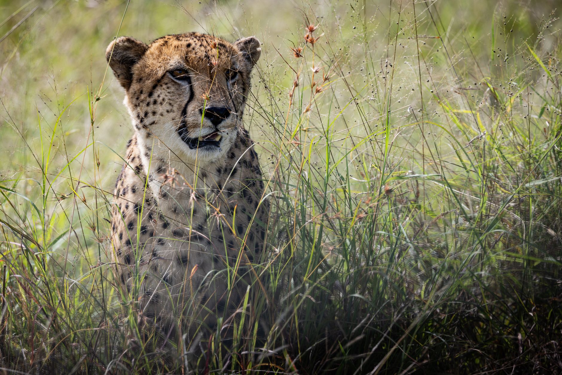 A cheetah resting in tall golden grass on an African savanna