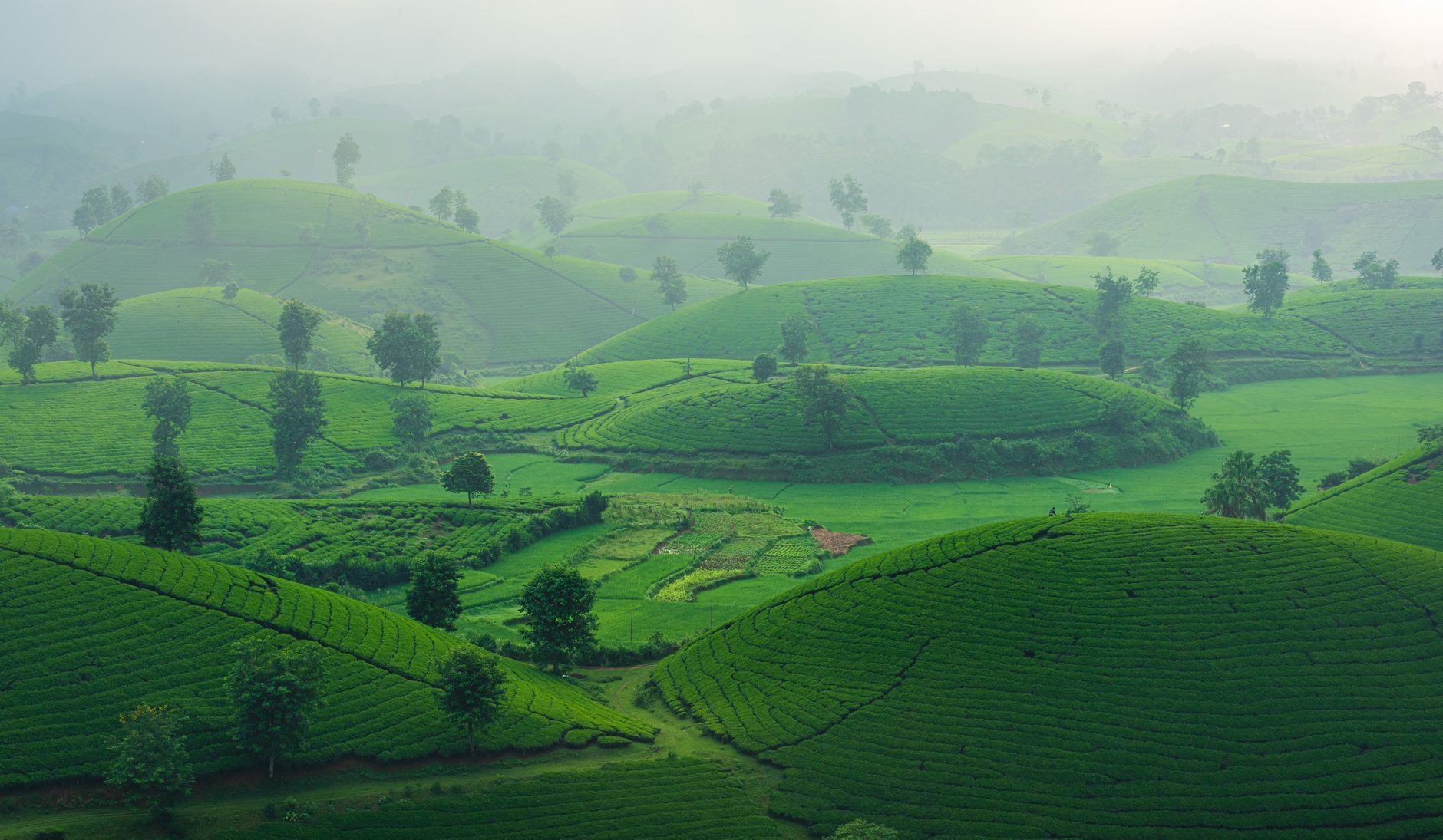 Rolling tea plantation terraces on highland slopes in East Africa