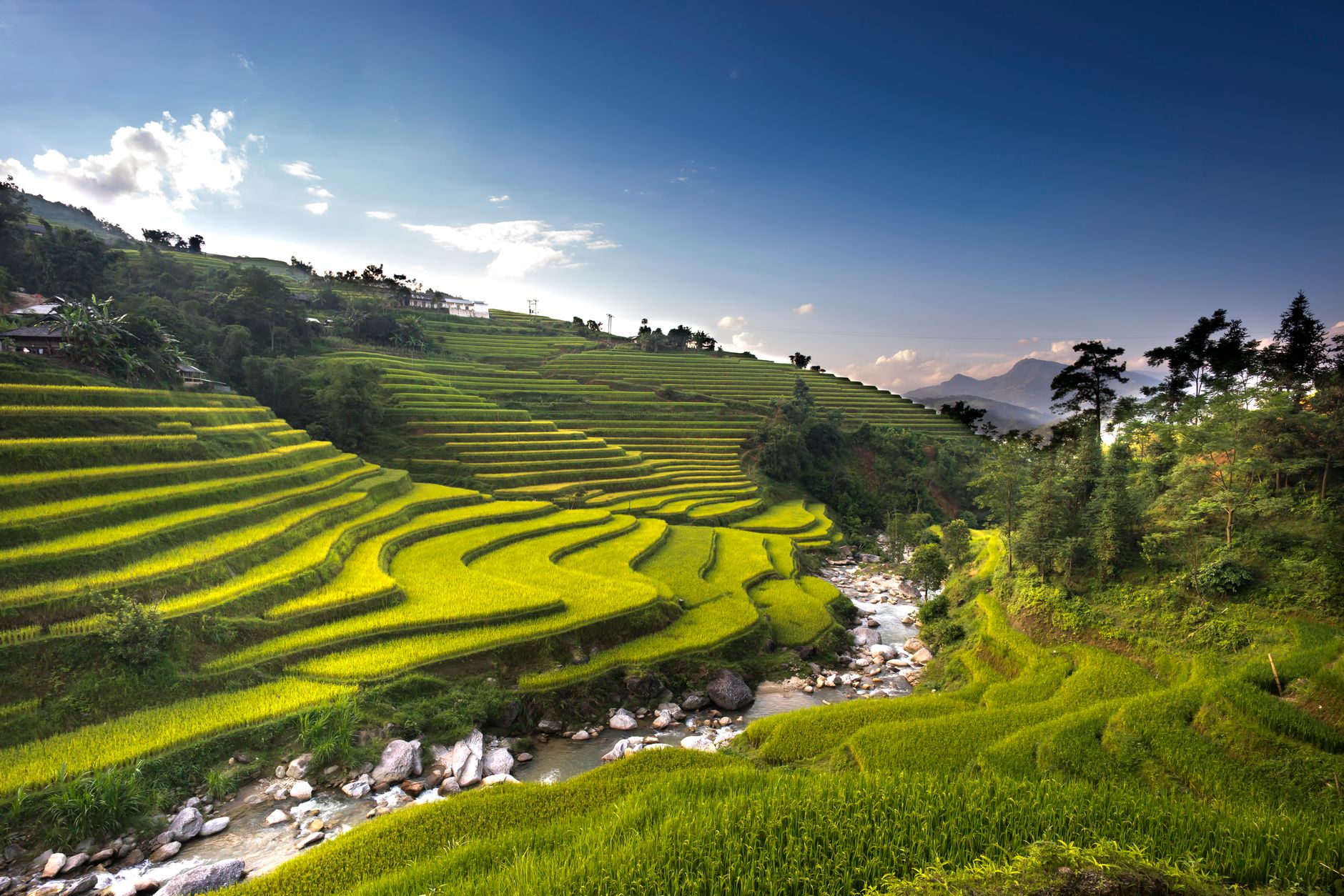 Terraced rice fields on steep hillsides in northern Vietnam during harvest season