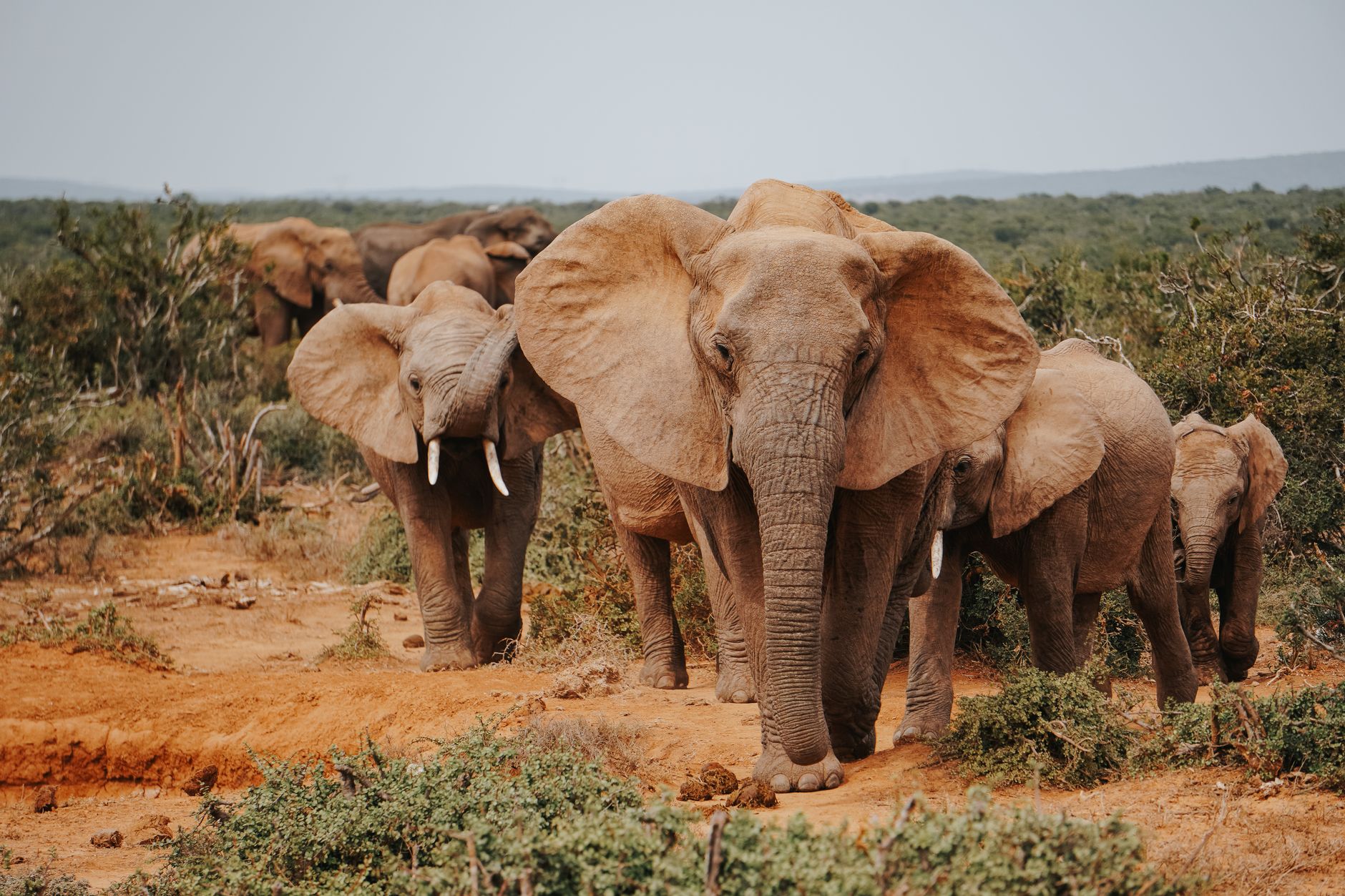 A herd of African elephants walking across dry terrain in a wildlife conservancy