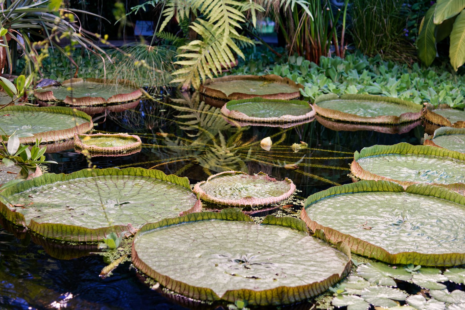 Narrow raised crop rows growing on floating garden plots surrounded by lake water