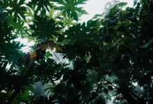 Dense montane rainforest canopy in Nyungwe Forest National Park, Rwanda