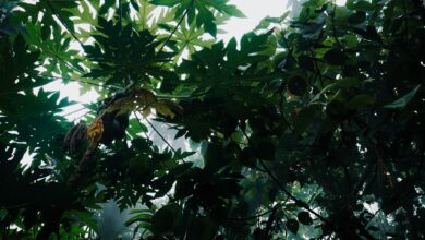 Dense montane rainforest canopy in Nyungwe Forest National Park, Rwanda