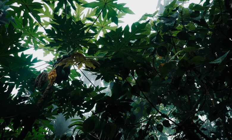 Dense montane rainforest canopy in Nyungwe Forest National Park, Rwanda