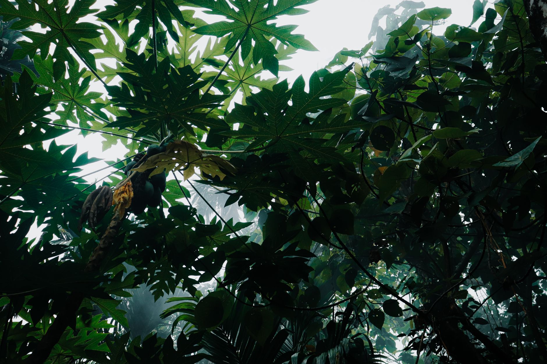 Dense montane rainforest canopy in Nyungwe Forest National Park, Rwanda