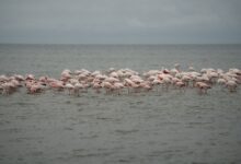 A flock of greater flamingos wading through shallow estuary water at golden hour
