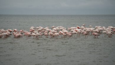 A flock of greater flamingos wading through shallow estuary water at golden hour