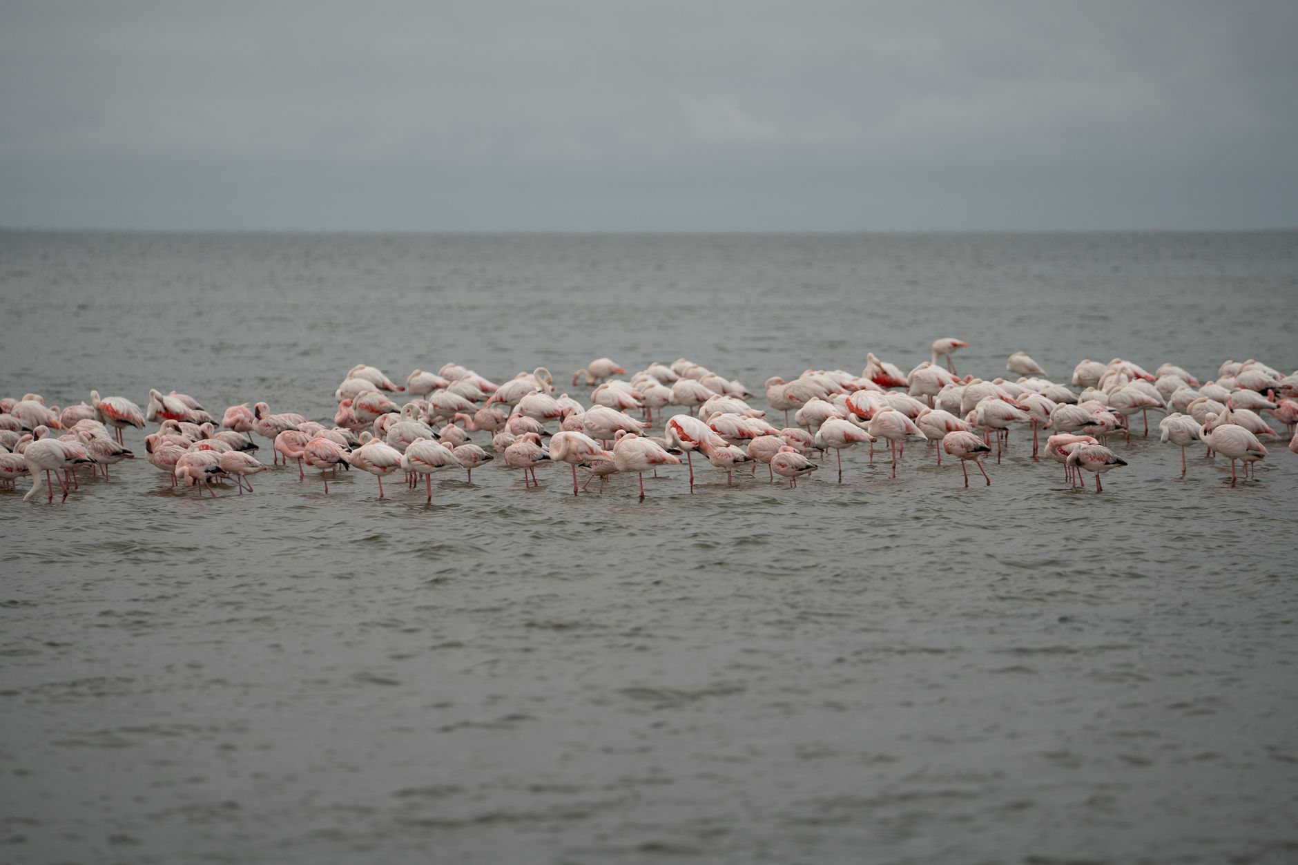 A flock of greater flamingos wading through shallow estuary water at golden hour