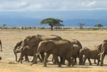 Vast open grassland plain in Africa with golden grasses stretching to the horizon under a wide sky