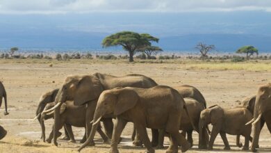 Vast open grassland plain in Africa with golden grasses stretching to the horizon under a wide sky